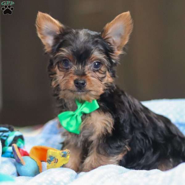 Bear, Yorkie Puppy